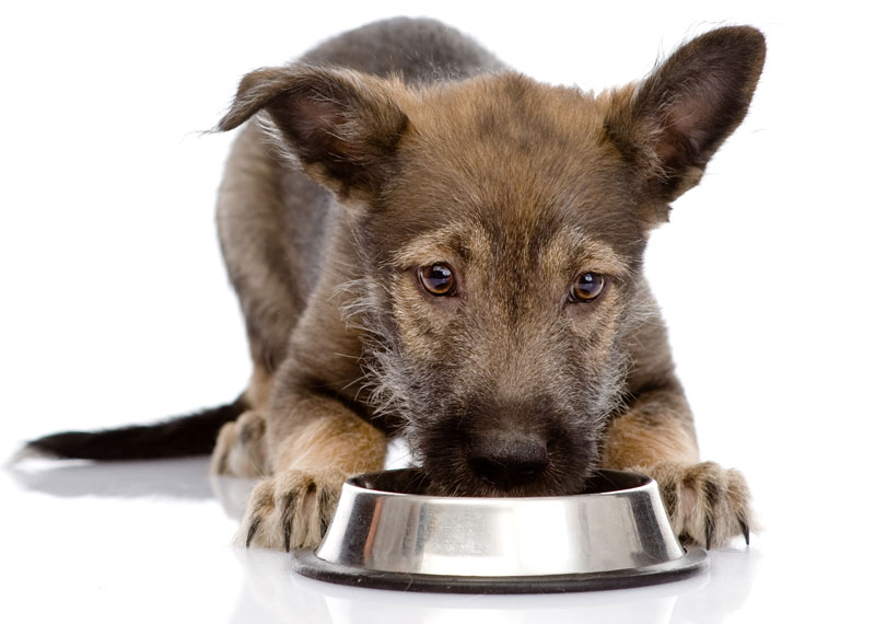 Vital Pet Trade P1 Dog food article