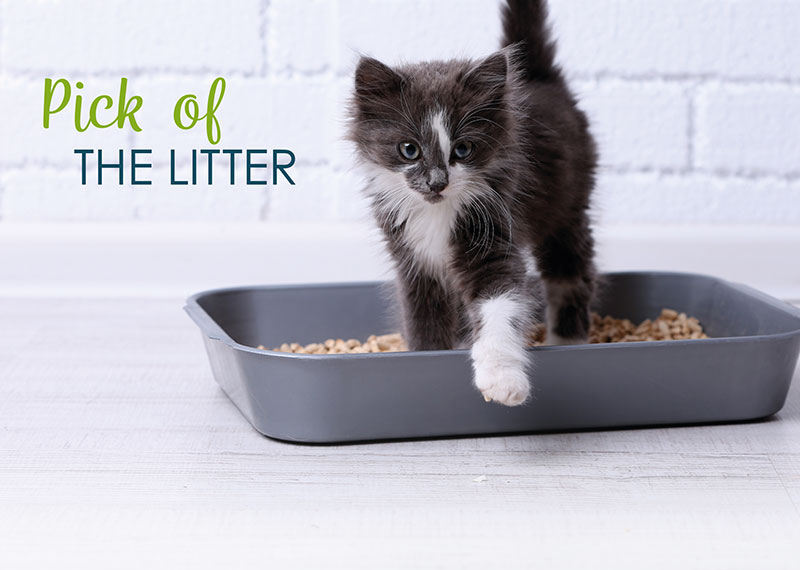 Cat Focus: The Pick Of The Litter