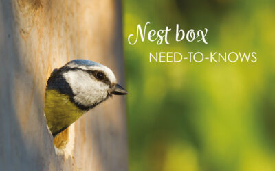 Nest Boxes: All You Need To Know